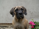 Boerboel �t��ata