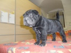 SHAR-PEI (�arpej) s PP �t�n�