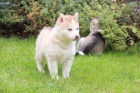Sibi�sk� husky