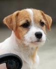Jack Russell teri�r