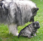N�meck� �pic vl��/keeshond