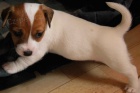 Kr�sn� �t���tka Jack Russela k obn�ru