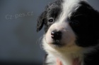 Prod�m kvalitn� �t���tka border kolie s PP