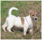 Posledn� voln� pejsek JRT s PP!!