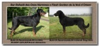  Prod�m -Beauceron-�t�n� s PP