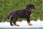  Prod�m -Beauceron-�t�n� s PP