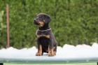  Prod�m -Beauceron-�t�n� s PP