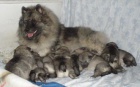 Keeshond / vl�� �pic prod�m �t��ata s PP 