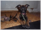 �T��ATA - BELGICK� OV��K MALINOIS S PP