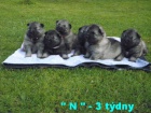 N�meck� �pic vl��/keeshond