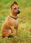Thajsk� ridgeback - posledn� 3 kr�sn� �ten�tka