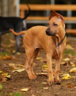 Thajsk� ridgeback - posledn� 3 kr�sn� �ten�tka