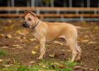 Thajsk� ridgeback - posledn� 3 kr�sn� �ten�tka