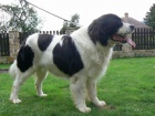 Landseer - �t��ata