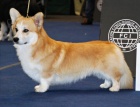 Welshcorgi Pembrok