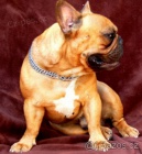 Francouzsk� buldo�ek s PP