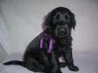 Flat coated retriever - �t���tka s PP 