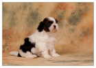 Shih Tzu su�ka