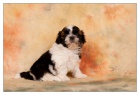 Shih Tzu su�ka
