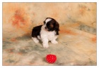 Shih Tzu su�ka