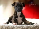 Whippet- �t���tka