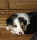 �t�n�tka border kolie