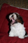 Shih-Tzu �t��ata s PP
