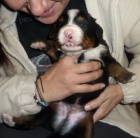 Bernsk� sala�nick� pes - �t���tka s PP