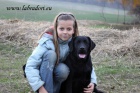 �t���tka Labrador Retriever s PP