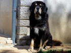 �t���tka tibetsk� dogy (�t���tka s PP)