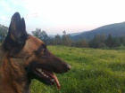 �ty�let� malinois bez PP - Brno