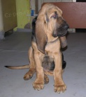 Bloodhound �t��ata