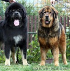 Tibetsk� doga - �t���tka