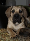 Boerboel �t���tka