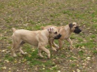 Boerboel �t���tka