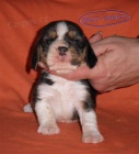 Beagle-b�gl s PP