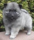 Keeshond / vl�� �pic �pi�kov� �t��ata s PP hl�da�