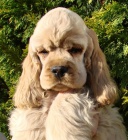 Americk� kokr�pan�l