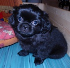 Tibetsk� �pan�l bez pp