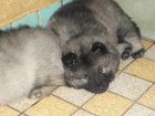 N�meck� �pic vl��/keeshond