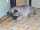 N�meck� �pic vl��/keeshond