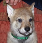 �eskoslovensk� vl��k - �t�n�