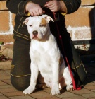 Americk� staford��rsk� teri�r