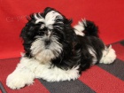 Shih-tzu - �t���tka s PP