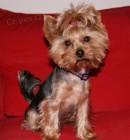 Kryt� jork��rsk� teri�r