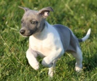 Kr�sn� �t��ata plemene Whippet s PP
