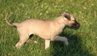 Kr�sn� �t��ata plemene Whippet s PP