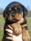 rottweiler - �t��ata s pr�kazem p�vodu