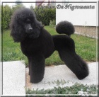 Pudl st�edn� �ern� - �t��ata