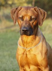 Rhod�sk� ridgeback - �t��ata s PP